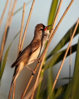 Great Reed Warbler (Acrocephalus arundinaceus) male singing, Mecklenburg Western-Pomerania, Germany
