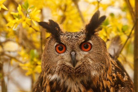 Eurasian Eagle-Owl (Bubo bubo), Baden-Wuerttemberg, Germany