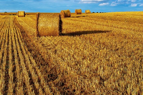 Straw bales on a harvested grain field tell of the end of summer in the countryside near Demmin,