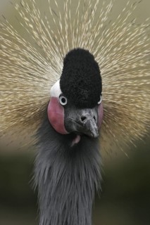 Grey Crowned Crane (Balearica regulorum), California, USA