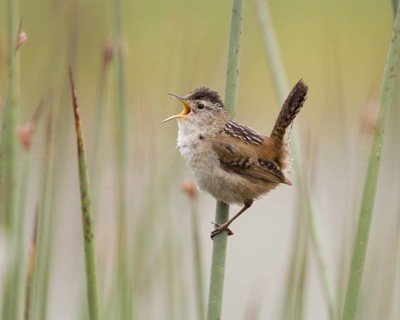 Marsh Wren (Cistothorus palustris) singing in cattail marsh
