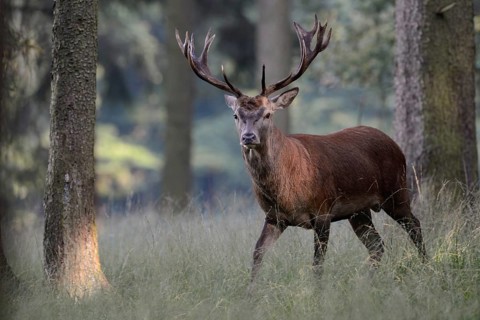 Red Deer (Cervus elaphus) stag in morning light, North Rhine-Westphalia, Germany