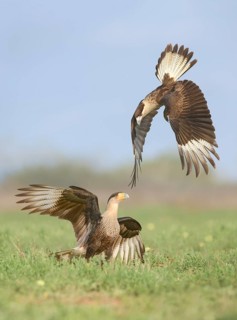 Northern Crested Caracara (Caracara cheriway) juveniles quarreling, Texas, USA
