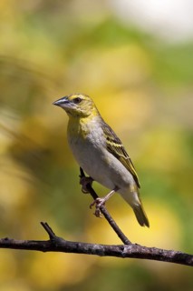 Village Weaver (Ploceus cucullatus spilonotus) female perched on a branch, Mauritius