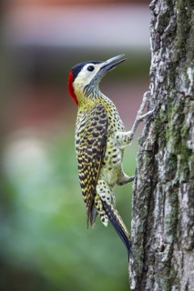 Green-banded Woodpecker (Colaptes melanochlorus) Pantanal Brazil
