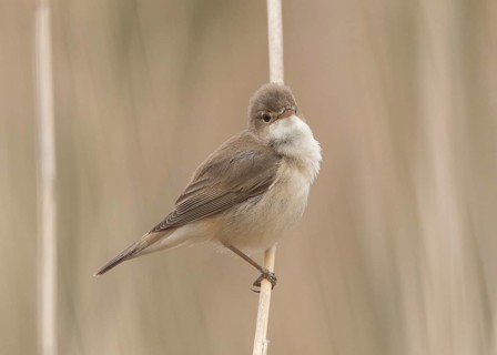 Eurasian Reed Warbler (Acrocephalus scirpaceus) perche in reedbed, Wales, United Kingdom