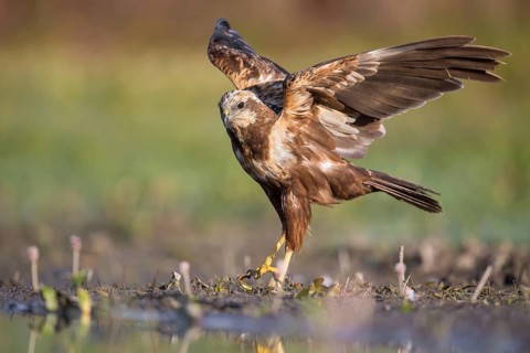 Western Marsh Harrier (Circus aeruginosus), Poland