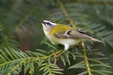 Common Firecrest (Regulus ignicapilla), Saxony-Anhalt, Germany