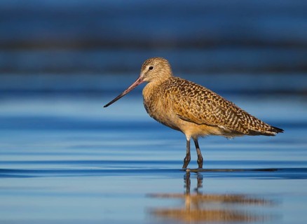 Marbled Godwit (Limosa fedoa) foraging, California, USA
