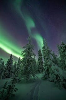 Northern Lights over winter landscape, Riisitunturi National Park, Posio, Lapland, Finland