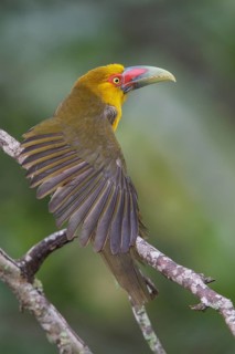Saffron Toucanet (Pteroglossus bailloni) perched on a branch in the Atlantic rainforest of