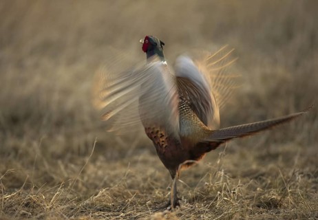 Common Pheasant (Phasianus colchicus) male, Schleswig-Holstein, Germany