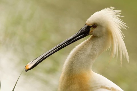 Eurasian Spoonbill (Platalea leucorodia), Serbia