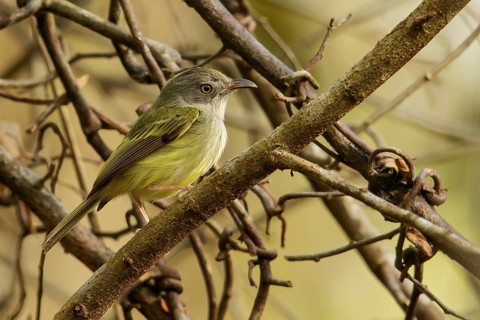 Northern Bentbill (Oncostoma cinereigulare) perched on a branch in Guatemala in Central America