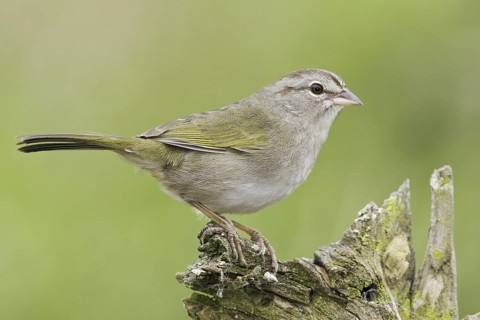 Olive Sparrow (Arremonops rufivirgatus), Texas, USA