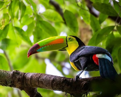 A vibrant toucan rests on a branch surrounded by lush green leaves in the Belizean rainforest,