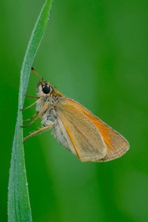 Black-headed brown butterfly, Thymelicus lineola, class Insecta, order Lepidoptera, family