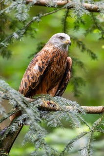 Red kite (Milvus milvus) sitting on a branch, Bavaria, Germany