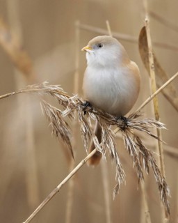 Bearded Reedling (Panurus biarmicus) female, Mecklenburg-Western Pomerania, Germany