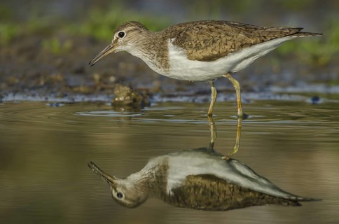 Common Sandpiper (Actitis hypoleucos), Schleswig-Holstein, Germany