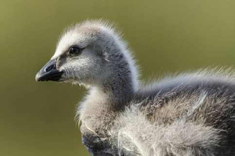 Barnacle Goose (Branta leucopsis) juvenile, Schleswig-Holstein, Germany