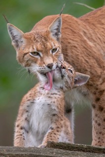 Lynx (Lynx lynx) with young, Haltern, North Rhine-Westphalia, Germany