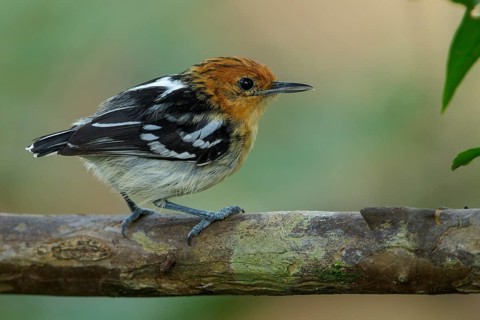 Amazonian Streaked-Antwren (Myrmotherula multostriata) perched on a branch in the rainforest of