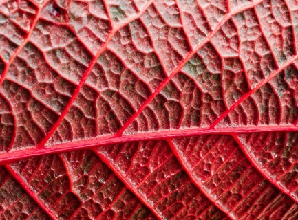 A close up macro photograph capturing the intricate patterns of a vibrant red leaf. The details