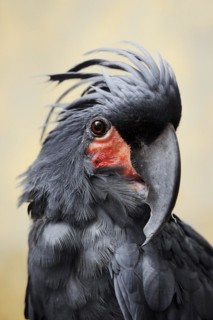 Palm cockatoo (Probosciger aterrimus), portrait, captive, occurring in Australia and New Guinea