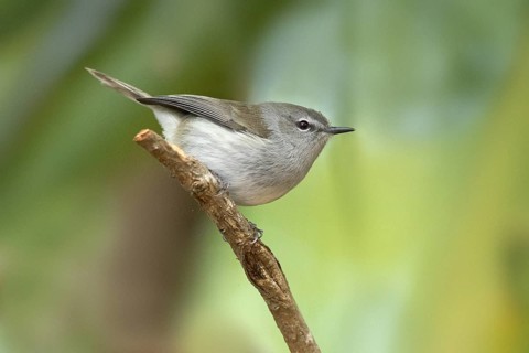Norfolk Gerygone (Gerygone modesta) perched on a branch, Norfolk Island, Australia