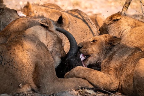 Lion pack with kill, lion (Panthera Leo) eats buffalo, savanna, Moremi Game Reserve, Botswana