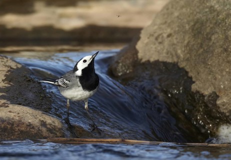 White Wagtail (Motacilla alba) foraging, Schleswig-Holstein, Germany
