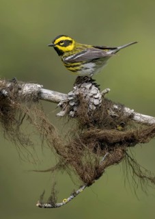 Townsend's Warbler (Setophaga townsendi) male perched on a lichen covered branch, British Columbia,