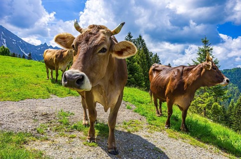 Braunvieh grazes on an alpine pasture in the Swiss Alps near Urnäsch and Schwägalp, Canton