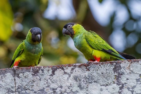 Nanday Parakeet (Nandayus nenday), South Africa