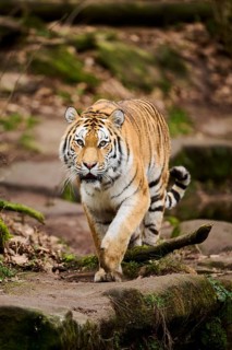 Siberian tiger or Amur tiger (Panthera tigris altaica) walking on the ground, captive, habitat in