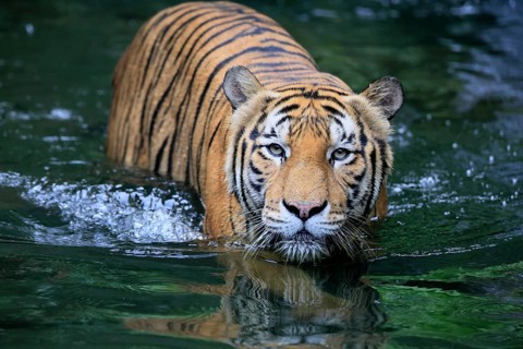 Malaysia tiger (Panthera tigris jacksoni), adult, in water, alert, Malaysia, Southeast Asia