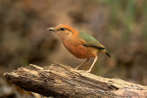 Rusty-naped Pitta (Hydrornis oatesi), Pahang, Malaysia