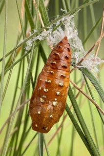 Eine parasitierte Puppe des Mittlerer Perlmuttfalter (Fabriciana niobe) im Gras fest gemacht.