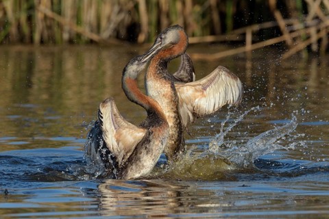 Great Grebe (Podiceps major) wrangling, Santiago Metropolitan, Chile