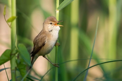 Eurasian Reed Warbler (Acrocephalus scirpaceus) singing in reeds, Poland
