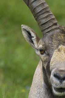 Male Alpine ibex (Capra ibex) close up of big horns showing annual growth rings
