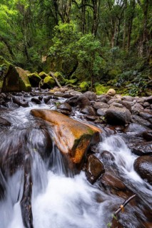 Mhlwazini River flows through thick forest, original mountain forest, Rainbow Gorge,