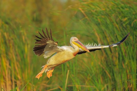 Great White Pelican (Pelecanus onocrotalus) flying, Danube-Delta, Romania