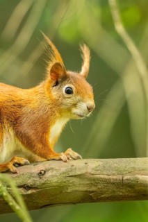 Red squirrel (Sciurus vulgaris) in a forest, Bavaria, Gernany