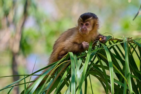 Small monkey leaning on a branch and watching vigilantly, capuchin monkey (Sapajus apella),