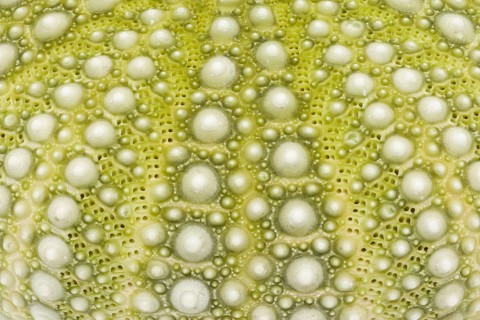 Detailed macro image of the exterior surface of a green Mexican sea urchin shell, featuring