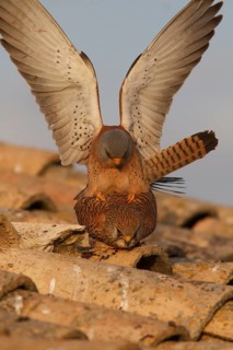 Lesser Kestrel (Falco naumanni), pair mating, Castile-La Mancha