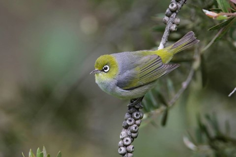 Silvereye (Zosterops lateralis) perched on a branch, Victoria, Australia