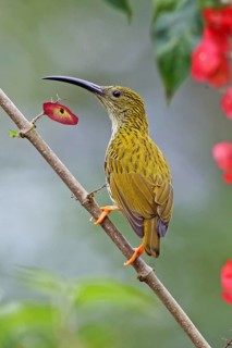 Streaked Spiderhunter (Arachnothera magna) at china hat flower (Holmskioldia sanguinea),